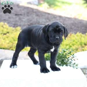 Demi, Cane Corso Puppy